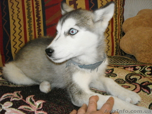 Щенок сибирской хаски #760334