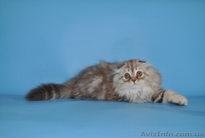 шотландские вислоухие котята из питомника #754612