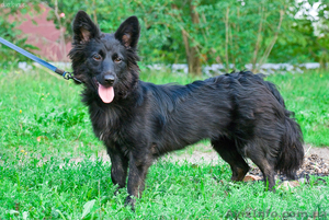 Чапа,  маленькая собачка,  ищет свой дом! #753055