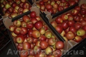 яблоки с Польши! #741920