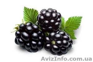 Продам саженцы Ежевики Садовой сорт 