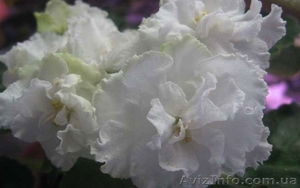 сенполия Свадебный букет #751036