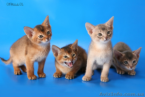 красавцы абиссинчики #753235