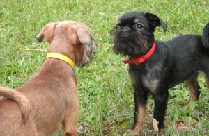 Щенки гриффона - брюссельского,  бельгийского #751511