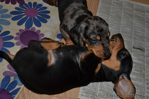 Щенки кроличьей мраморной таксы #751748