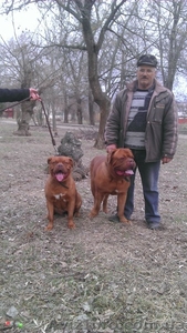 Бордоский дог щеночки #753256