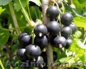 продам смородину не дорого #754584