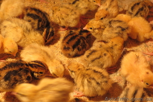 Перепела породы Маньчжурские золотистые #756858