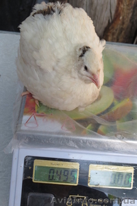 Инкубационные перепелиные яйца мясных и яичной породы #756902