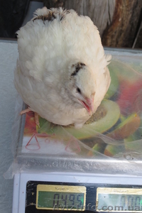 Техасский белый перепел #756719