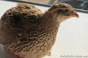 Мясная порода перепелов Фараон #756888