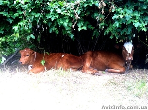 Продаю Тёлочку и Бычка хороший сорт #749451