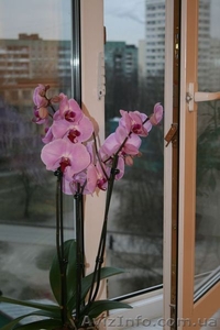 Окна пластиковые в Херсоне #760832