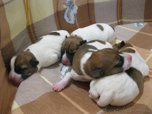 Продам щенков Джек Рассел Терьера #757957