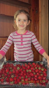  Рассада  разных сортов клубники #751233