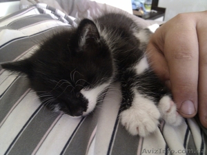 отдам котеньку в хорошие руки #762067