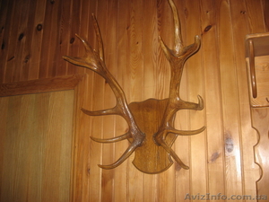 рога благородного оленя #758044