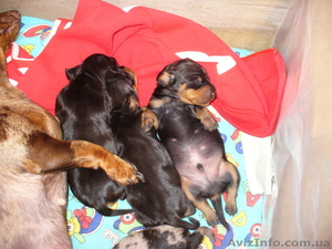 Такса щенки продажа #750320