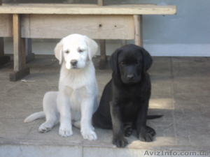 элитные щенки Лабрадорчики #763363
