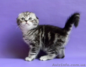 Британские Короткошерстные и Шотландские котята #759298
