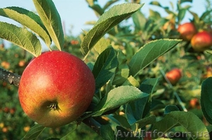 ПРОДАЕМ ЯБЛОКО КРУПНЫМ И МЕЛКИМ ОПТОМ #693552