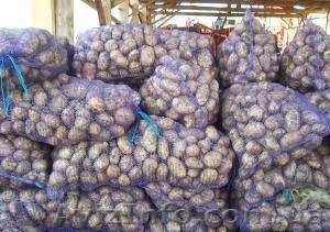 Кфртофель,  семенная,  крупная #757625