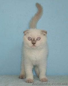 Шотландские котята от Cosa Nostra #760423