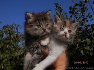 Отдам в заботливые руки котят #762656