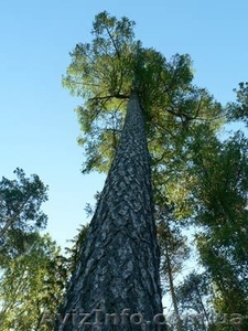 Лиственница Ель Сосна #463162