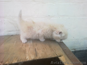 Чудесные котята ищут дом и заботливых хозяев #754722