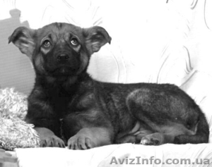 Отдам щенка в хорошие руки,  Джесика станет лучшим другом #757427