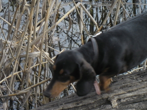 Собаки для случки!!!! #755913