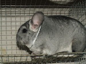 Шиншилла стандарт с родословной и всем необходимым для ухода. #752122