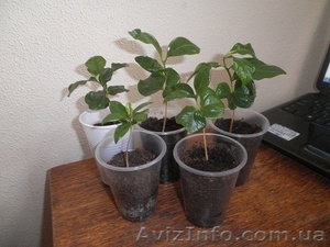 кофейное дерево Арабика почти даром #751051