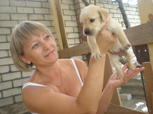 Щенки лабрадора!!! #727211