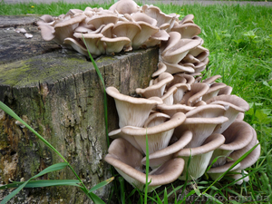 мицелий грибной #755245