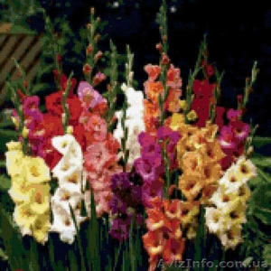 Луковицы гладиолусов #753227