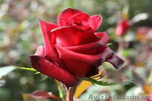 Розы! Кусты роз оптом! Большой ассортимент #755259