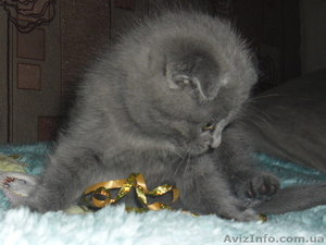 Забавные плюшки-вислоушки #756203