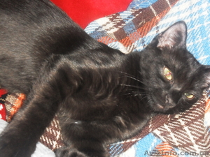 Отдам Европейского котенка(мальч.) в хорошие руки #755638