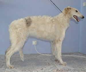 Русская борзая Ксения ищет нового хозяина  #756677