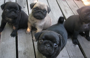 Продам щенков породы мопс - черные ,  бежевые,  КСУ,  прививки,  документы #757063