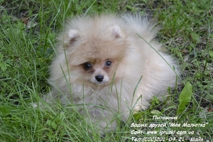 Щенки померанского шпица! #754332