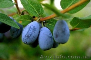 Продам саженцы Жимолости съедобной #763331