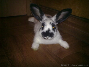 Кролик ручной домашний #775154