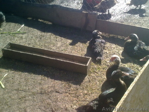 Продам шикарных индоуток! #765728