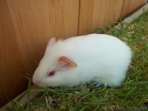 Морские свинки в хорошие руки #775894