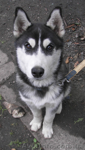 Девочка хаски 8мес.+док. #773959