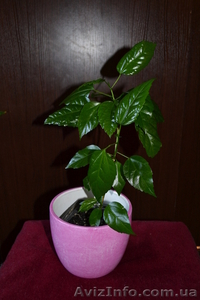 Китайская роза (гибискус) #770480