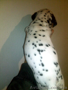 далматин,  бесплатная доставка: Харьков,  Киев,  Одесса,  Днепропетровск,  Донецк,  За #773192